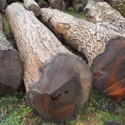 Колір меблів горіх в інтер'єрі