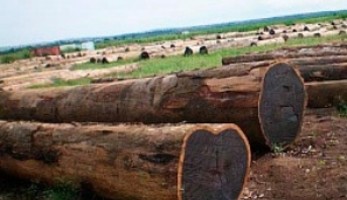 Венге дерево - Шляхетний стиль Венге.